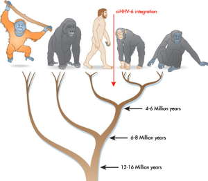 ciHHV-6 integration