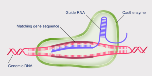 CRISPR comprises a single molecule of RNA that binds to the target gene (dark red) and delivers a DNA cutting enzyme (in this case Cas9) to the site.