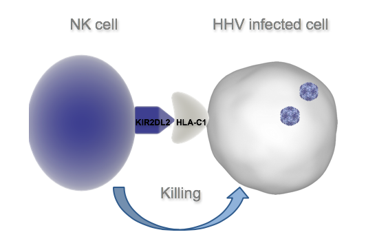 Herpesviruses may reduce NK cell cytotoxicity in Alzheimer’s | HHV-6 ...